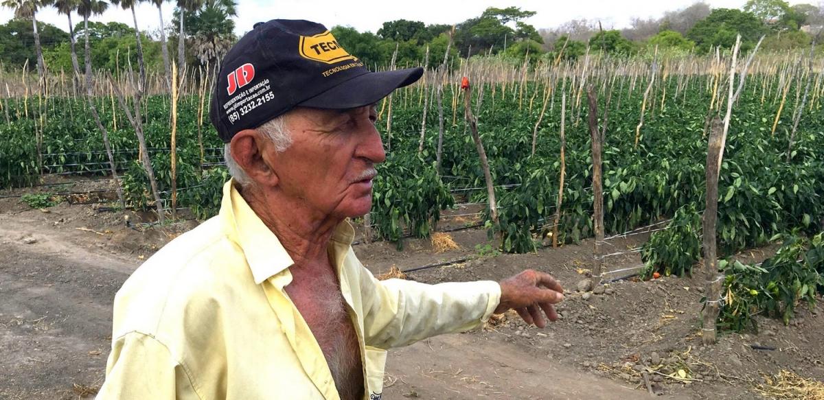 A farmer in Ceará, Brazil, shows his crops grown with drip irrigation © J. Burte, CIRAD